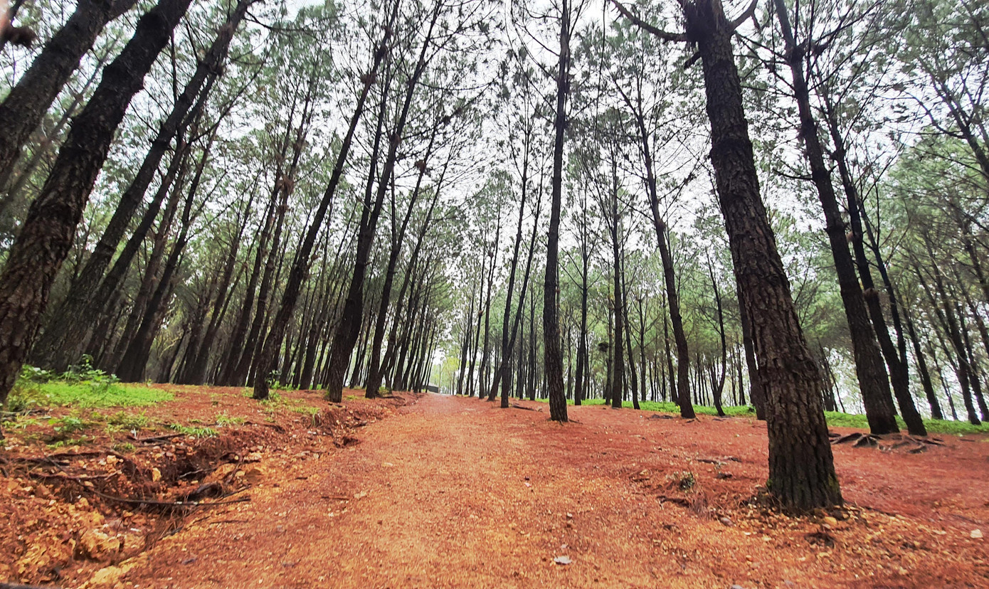 Một lối lên đồi đầy hoang sơ len giữa rừng thông đồi Vọng Cảnh