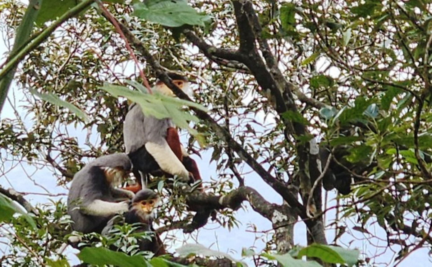 Bên cạnh đó, tại VQG Bạch Mã còn có một số loài động vật quý hiếm khác, thường được các du khách chụp được ảnh như gà lôi lam mào trắng, voọc chà vá chân nâu…