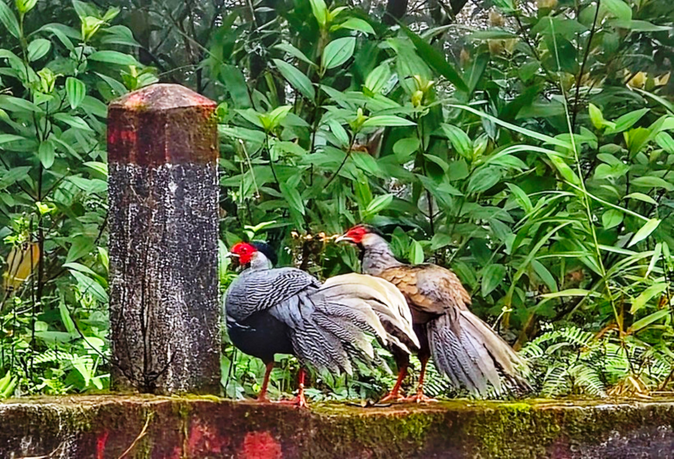 Ông Nguyễn Vũ Linh - Giám đốc VQG Bạch Mã, cho biết, thời gian qua, nhiều loài động vật quý hiếm được ghi nhận xuất hiện ở những khu vực rừng do đơn vị quản lý.
