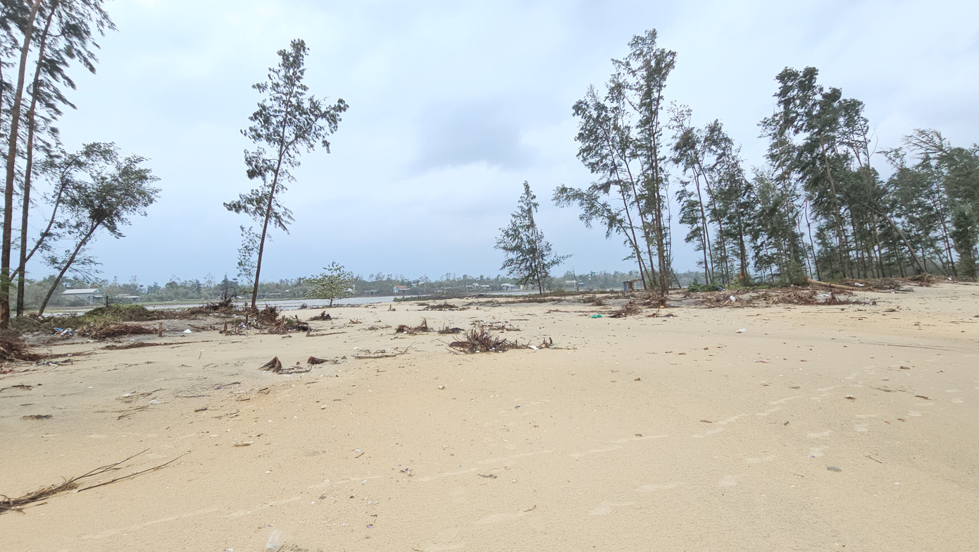 Rừng phòng hộ bị thu hẹp nhanh chóng khiến sóng biển, triều cường dâng cao luôn có nguy cơ xé toang cồn cát ngăn cách, mở lạch biển mới xâm nhập vào tận ruộng đồng.