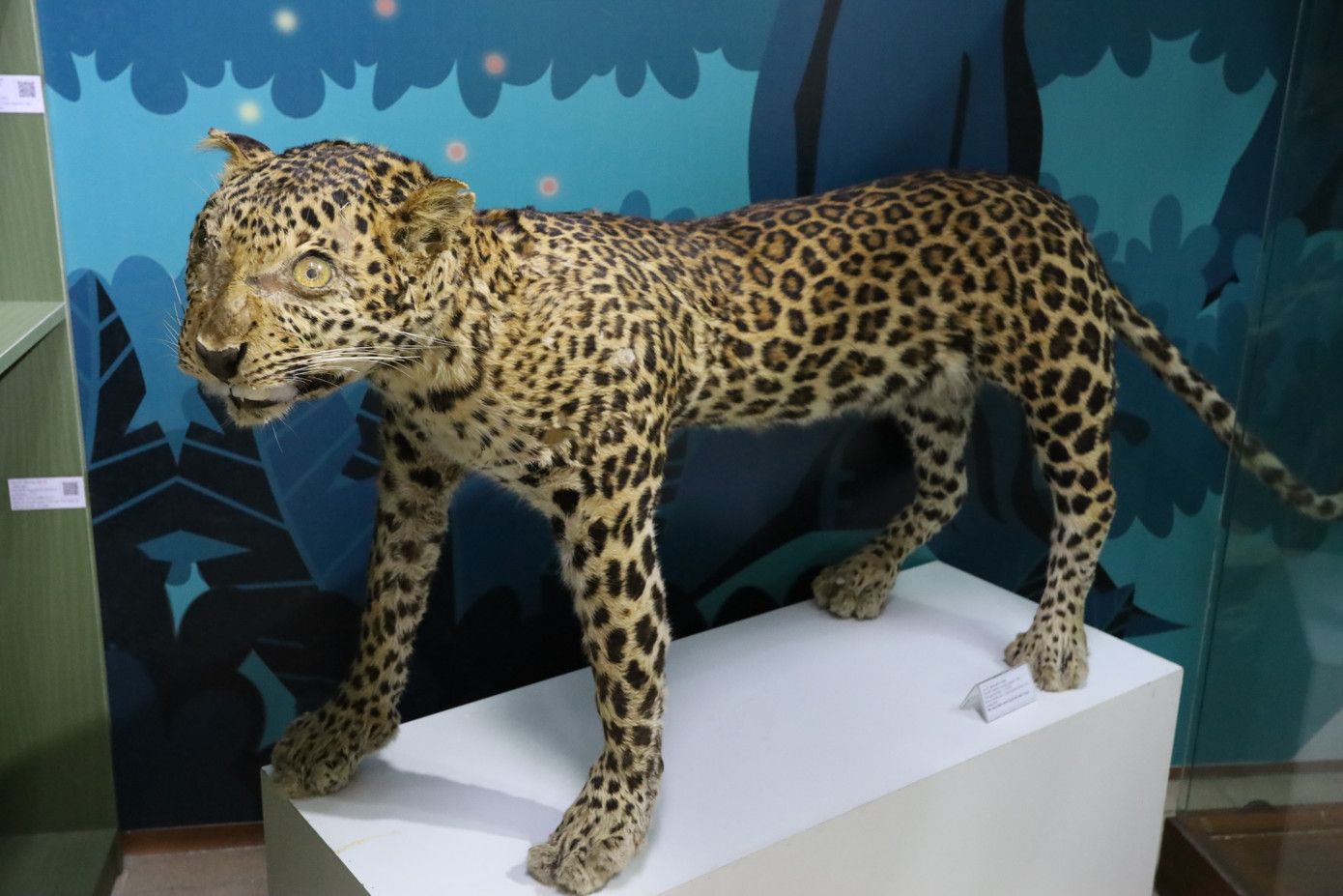 Bà Trần Thị Thùy Yên - Phó Giám đốc Sở Khoa học và Công nghệ TP Huế, cho hay, Bảo tàng đã sắp xếp lại khu vực trưng bày và bố trí đội ngũ hướng dẫn viên, kể cả vào thứ bảy, để mang đến trải nghiệm tốt nhất cho khách tham quan. Không gian bảo tàng không chỉ là nơi lưu trữ mà còn là cầu nối giữa khoa học và cộng đồng, đồng thời kể những câu chuyện sống động về thiên nhiên, khơi dậy niềm đam mê khám phá cho mọi người. Bà Trần Thị Thùy Yên - Phó Giám đốc Sở Khoa học và Công nghệ TP Huế, cho hay, Bảo tàng đã sắp xếp lại khu vực trưng bày và bố trí đội ngũ hướng dẫn viên, kể cả vào thứ bảy, để mang đến trải nghiệm tốt nhất cho khách tham quan. Không gian bảo tàng không chỉ là nơi lưu trữ mà còn là cầu nối giữa khoa học và cộng đồng, đồng thời kể những câu chuyện sống động về thiên nhiên, khơi dậy niềm đam mê khám phá cho mọi người.