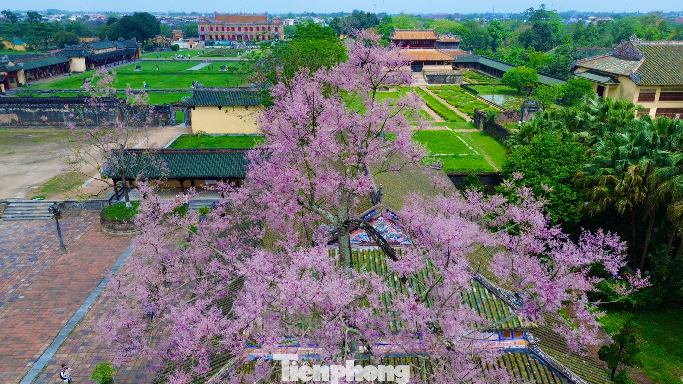 Sách Đại Nam nhất thống chí từng viết về cây ngô đồng: “Các tỉnh ven núi đều có. Đời Minh Mạng được đưa từ Quảng Đông đem về trồng ở hai bên góc điện Cần Chánh (Đại nội Huế - PV). Lại sai biền binh đem lá lên các núi để tìm khắp, tìm được, đem trồng ở các góc điện". Sách Đại Nam nhất thống chí từng viết về cây ngô đồng: “Các tỉnh ven núi đều có. Đời Minh Mạng được đưa từ Quảng Đông đem về trồng ở hai bên góc điện Cần Chánh (Đại nội Huế - PV). Lại sai biền binh đem lá lên các núi để tìm khắp, tìm được, đem trồng ở các góc điện".