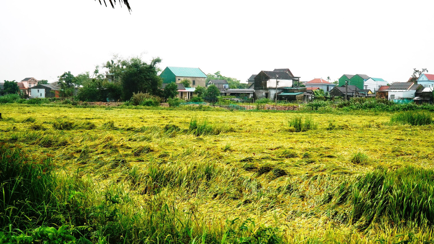 Theo thống kê của các địa phương, diện tích lúa tại TT-Huế bị đổ ngã khoảng 7.813 ha. Trong đó, huyện Phú Vang có 1.800 ha, Phong Điền 1.500ha, thị xã Hương Thủy 1.350 ha, Quảng Điền 830 ha, thị xã Hương Trà 783 ha, TP Huế 1.200 ha, Phú Lộc 350 ha…