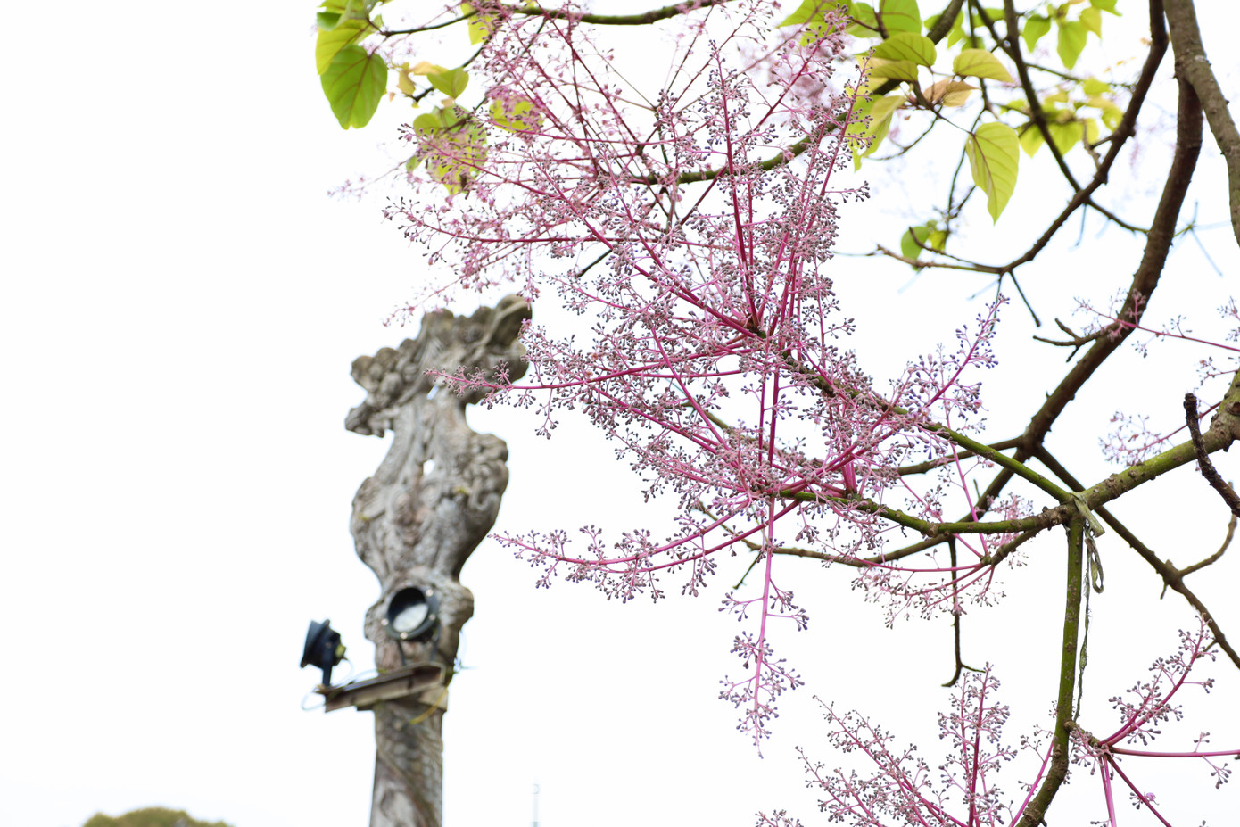 Do vậy khi hoa nở rộ, cả cây nhuộm một màu hồng tím giống cây anh đào, trông rất đẹp. Ở những cây đã thành thục sinh học, hoa nở rộ sau khi đã rụng lá toàn phần, toàn cây chỉ có hoa, khác với cây ngô đồng mọc ở phía Bắc Việt Nam và miền Nam Trung Quốc có hoa vàng và trắng vàng. Theo Trung tâm Bảo tồn Di tích Cố đô Huế, hiện nay cây ngô đồng Huế đã được nhân giống thành công và từng là món quà tặng độc đáo cho một số khu di sản văn hóa trong nước. Do vậy khi hoa nở rộ, cả cây nhuộm một màu hồng tím giống cây anh đào, trông rất đẹp. Ở những cây đã thành thục sinh học, hoa nở rộ sau khi đã rụng lá toàn phần, toàn cây chỉ có hoa, khác với cây ngô đồng mọc ở phía Bắc Việt Nam và miền Nam Trung Quốc có hoa vàng và trắng vàng. Theo Trung tâm Bảo tồn Di tích Cố đô Huế, hiện nay cây ngô đồng Huế đã được nhân giống thành công và từng là món quà tặng độc đáo cho một số khu di sản văn hóa trong nước.