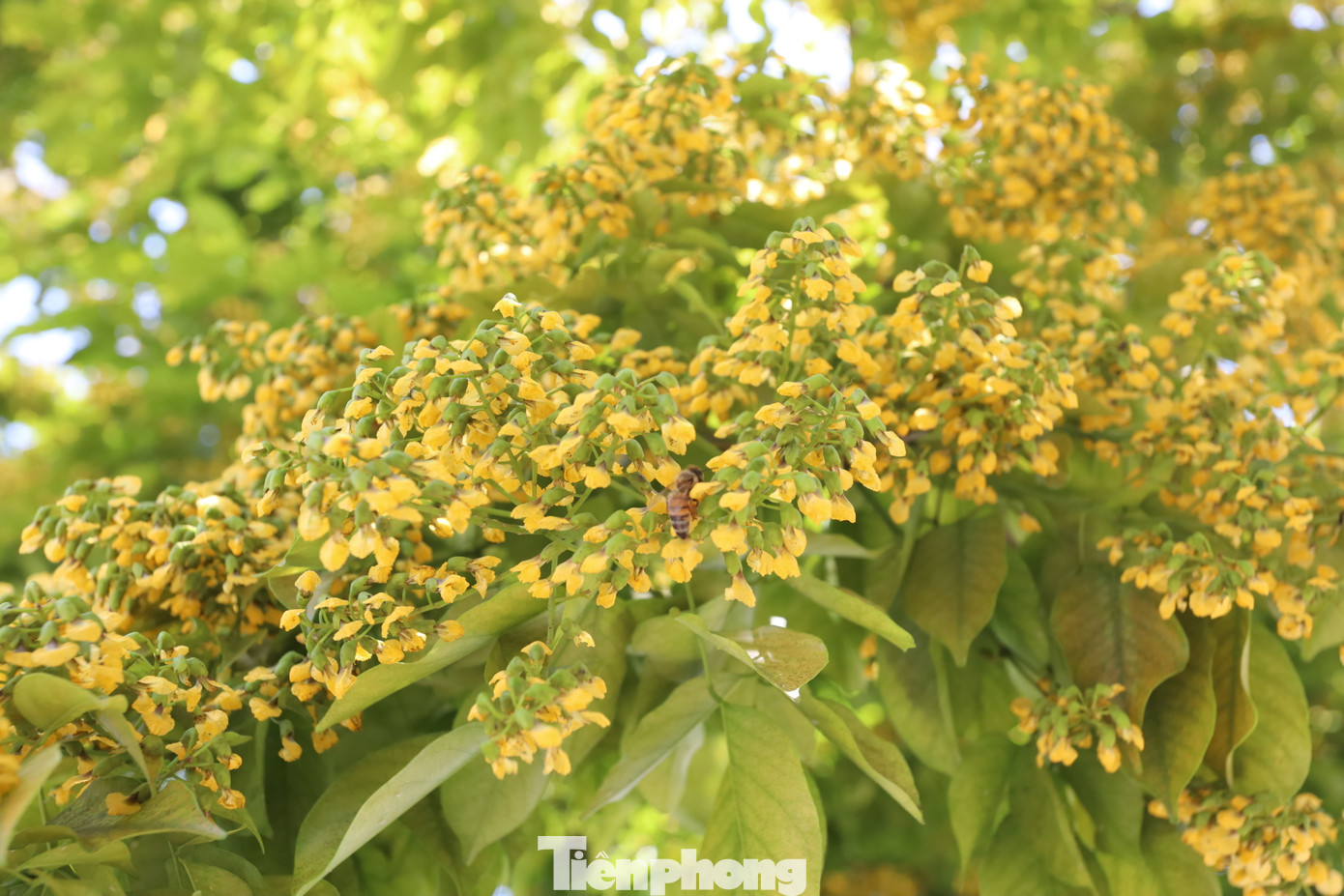 Những chú ong miệt mài tìm mật trên những cụm hoa sưa vàng rực.