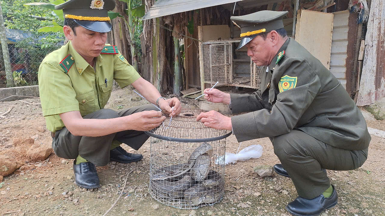 Cán bộ Hạt Kiểm lâm huyện Phú Lộc tiếp nhận cá thể trăn gấm quý hiếm do người dân tự nguyện giao nộp.