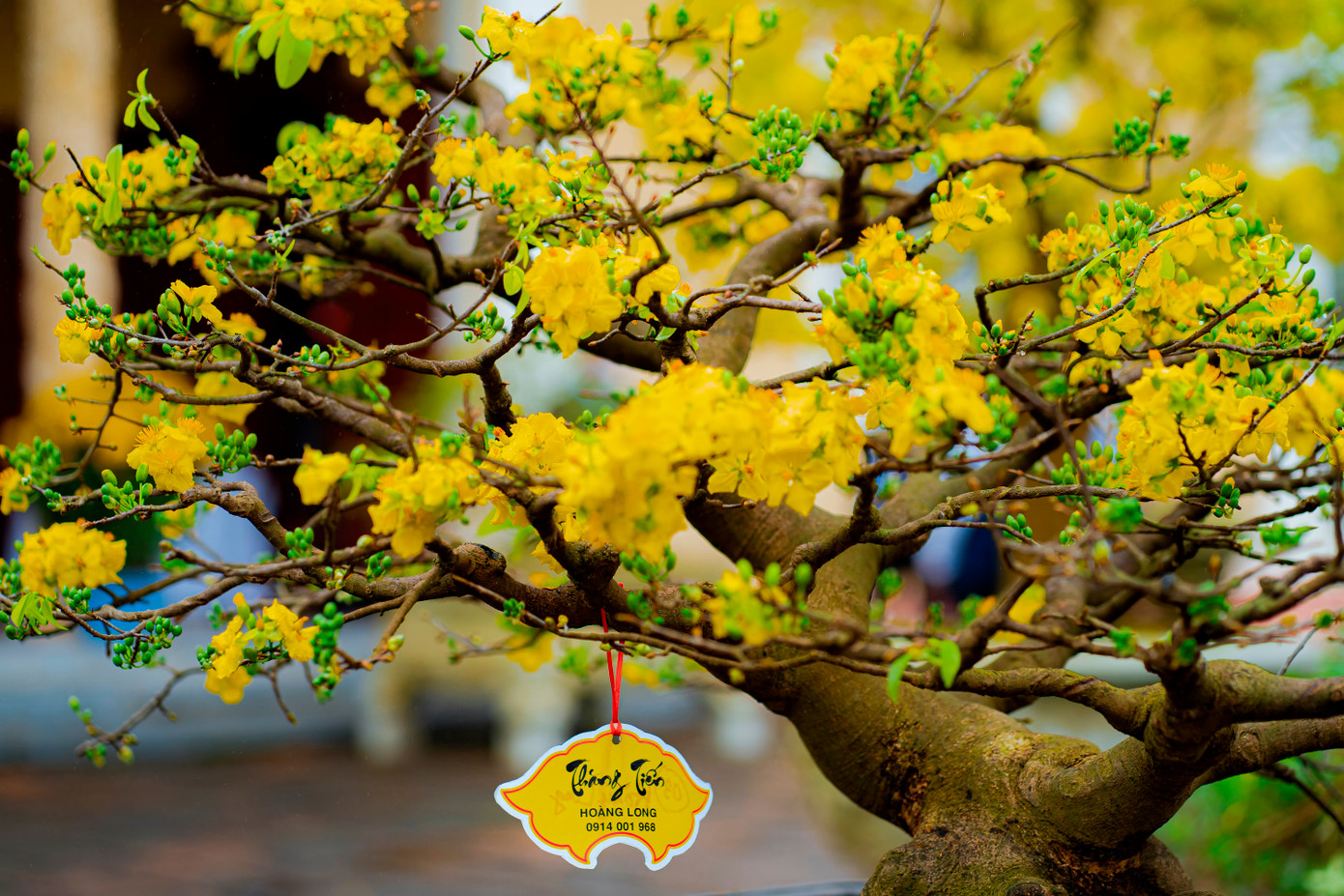 Theo các tài liệu nghiên cứu, mai vàng ở TT-Huế có nguồn gen bản địa đặc hữu thường gọi là “Hoàng mai Huế”, được trồng từ lâu đời ở Cung đình, phủ đệ, dinh thự, sân đình, cửa chùa, sân nhà người dân... tạo nên vẻ đẹp, trở thành biểu tượng sắc xuân của thiên nhiên và con người Huế, gắn liền với đời sống thường nhật Huế. Ảnh: Đình Hoàng Theo các tài liệu nghiên cứu, mai vàng ở TT-Huế có nguồn gen bản địa đặc hữu thường gọi là “Hoàng mai Huế”, được trồng từ lâu đời ở Cung đình, phủ đệ, dinh thự, sân đình, cửa chùa, sân nhà người dân... tạo nên vẻ đẹp, trở thành biểu tượng sắc xuân của thiên nhiên và con người Huế, gắn liền với đời sống thường nhật Huế. Ảnh: Đình Hoàng