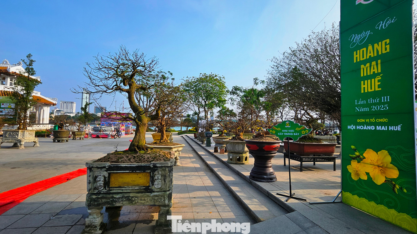 Đây là lần thứ ba, ngày hội Hoàng mai Huế được tổ chức trong dịp Tết Nguyên đán.