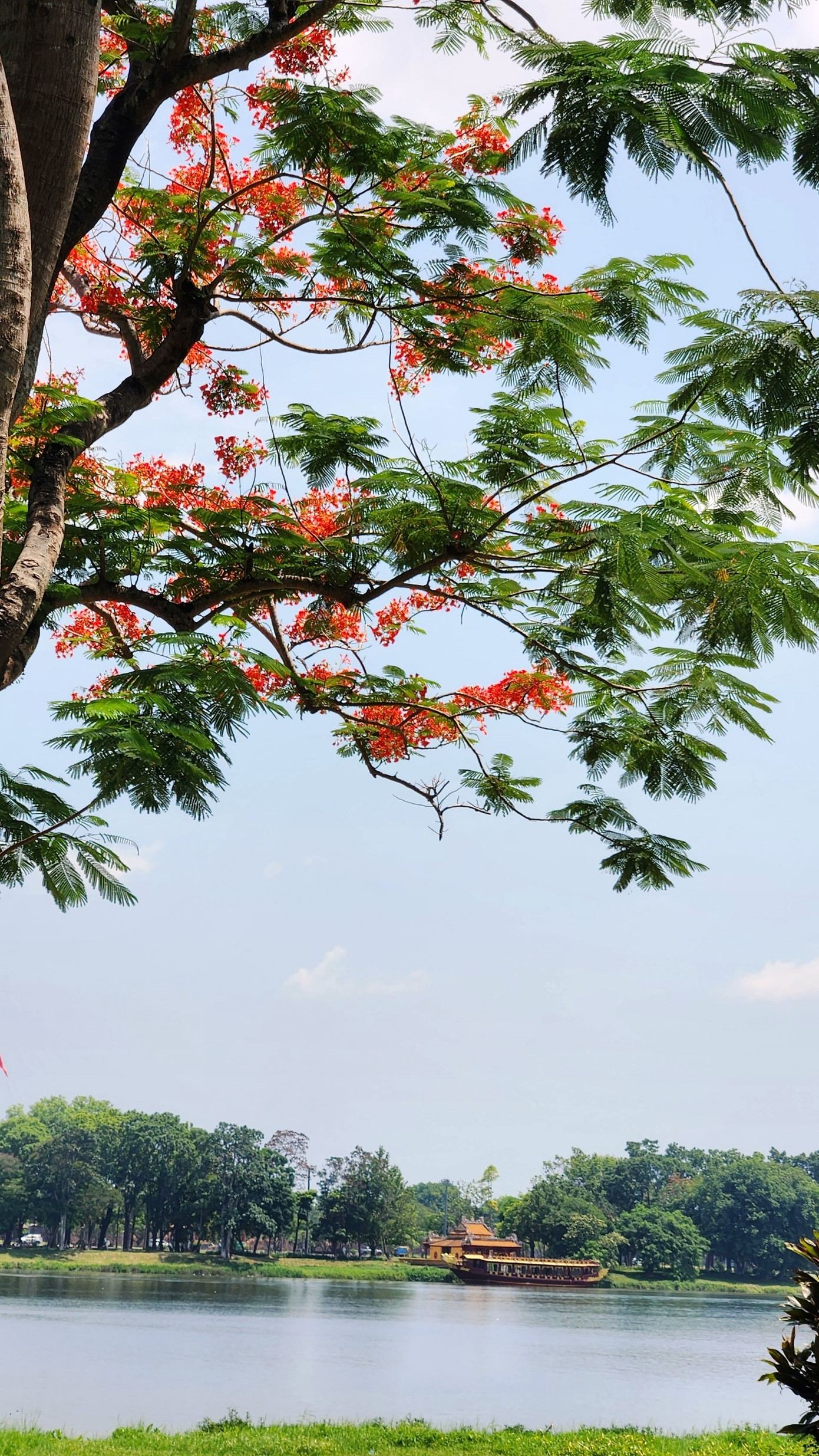 Hoa phượng vĩ rực đỏ bên dòng Hương thơ mộng. Ảnh: Ngọc Văn