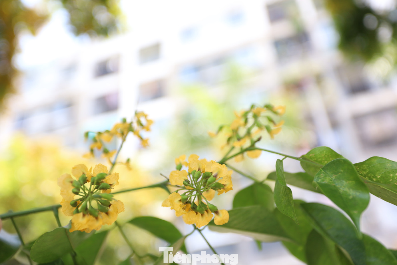 Nhìn gần những khóm hoa sưa vàng bung nở tươi thắm.