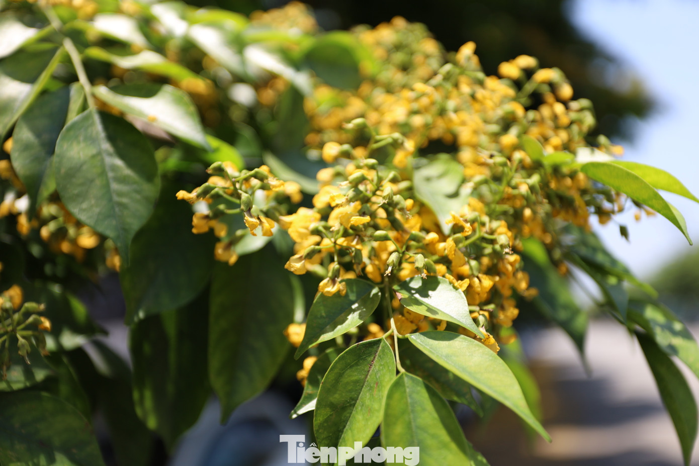 Nhìn gần những khóm hoa sưa vàng bung nở tươi thắm.