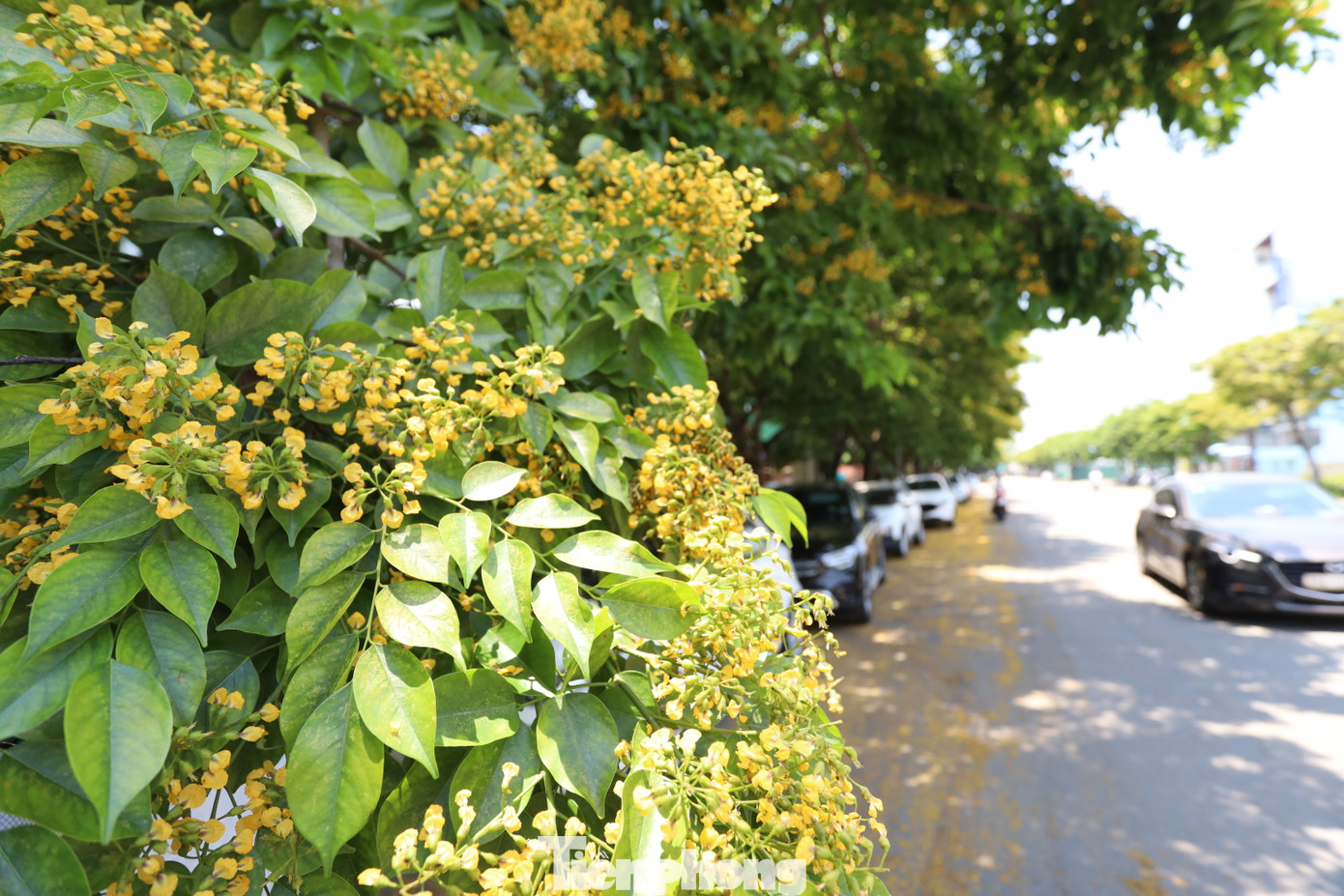 Nhìn gần những khóm hoa sưa vàng bung nở tươi thắm.