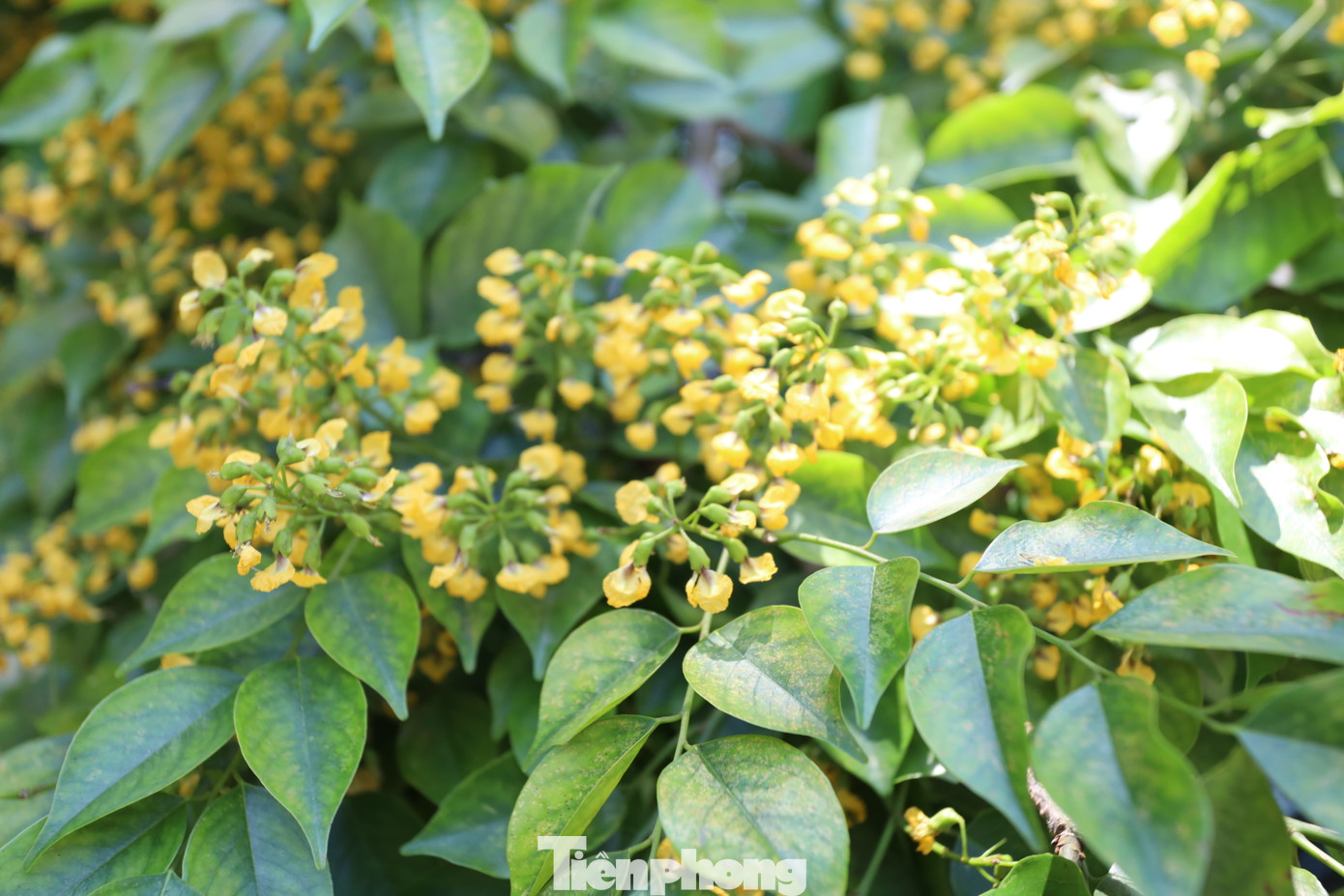 Nhìn gần những khóm hoa sưa vàng bung nở tươi thắm.