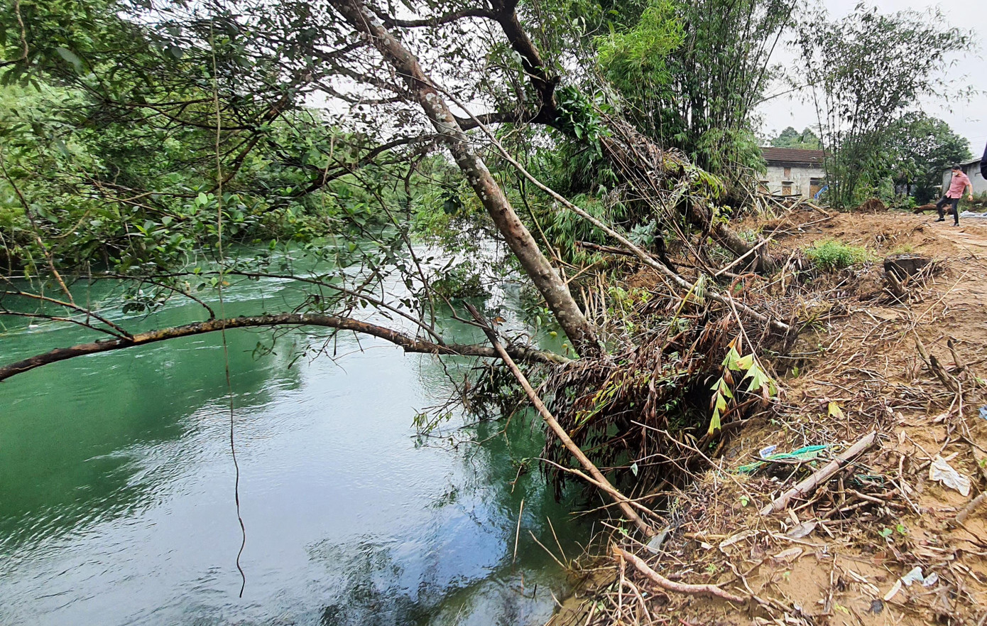 Xâm thực ăn sâu vào bờ, dãy cây cối giữ đất vườn này trở nên ngả nghiêng và sắp đổ ập xuống sông sâu.