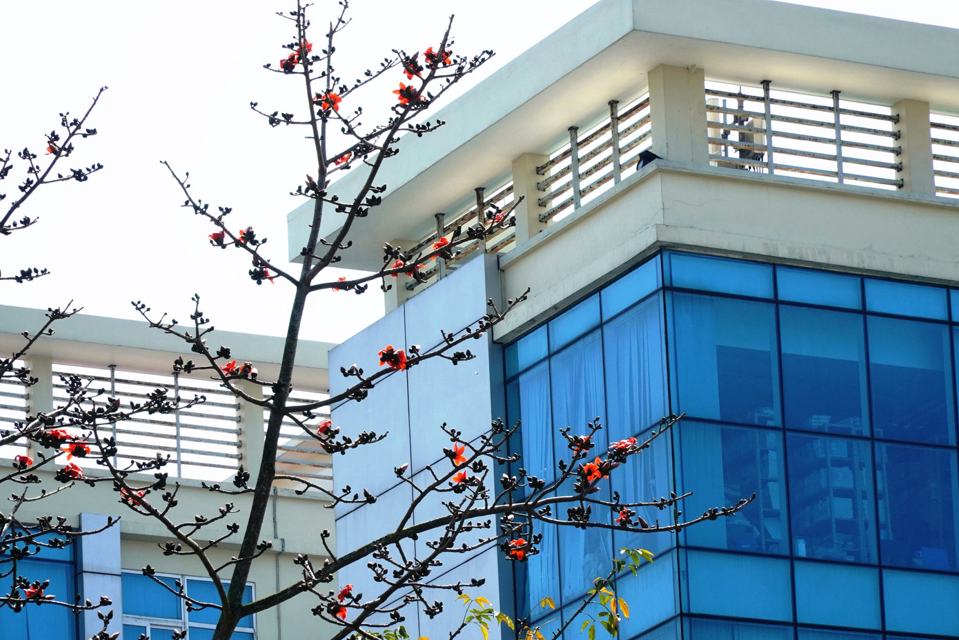 Hoa gạo dung dị giữa chốn đô hội. Ảnh: Ngọc Văn