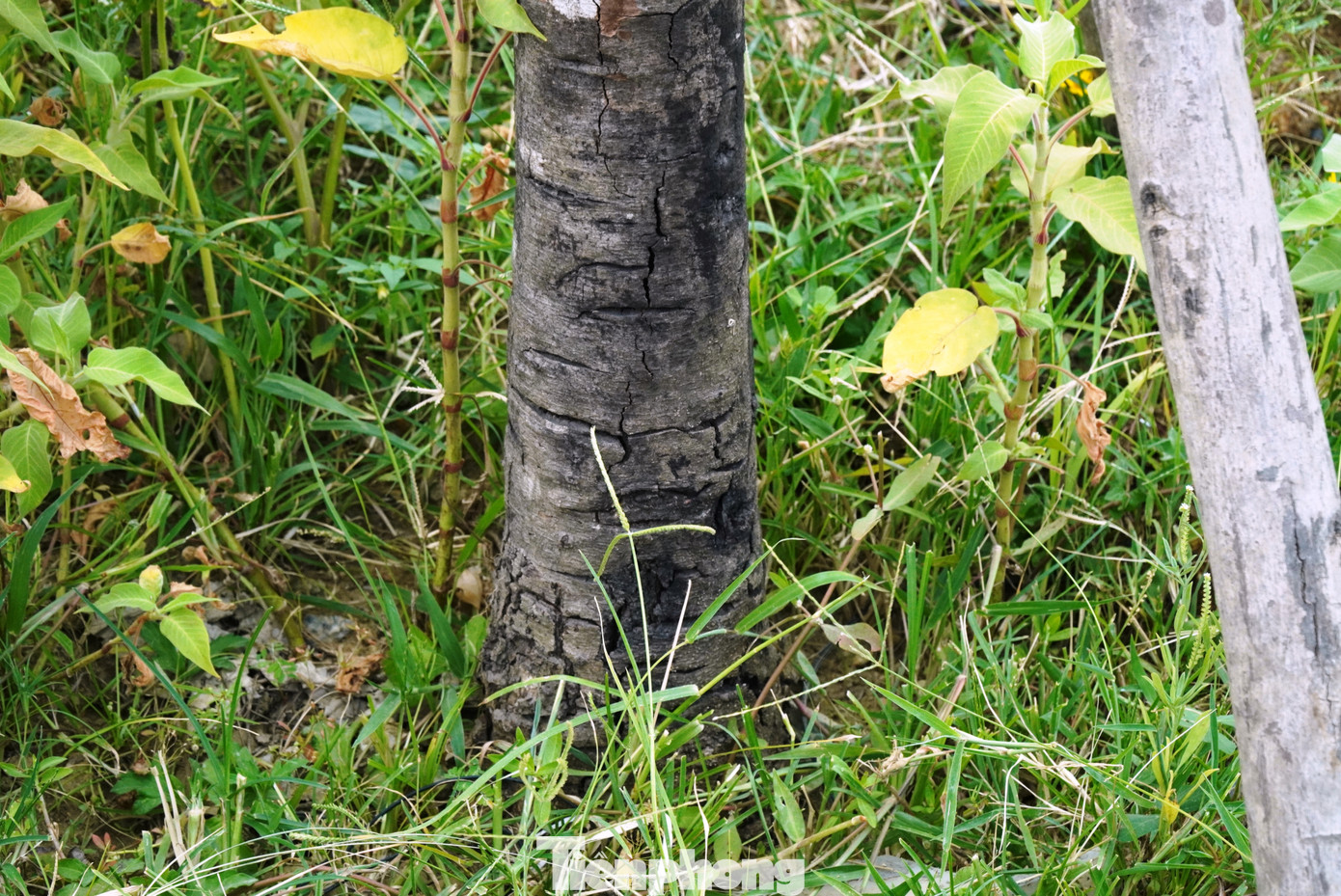 Cây xanh đường phố chết khô, tróc nứt vỏ, nhưng cỏ dại dưới gốc lại xanh tốt. Cây xanh đường phố chết khô, tróc nứt vỏ, nhưng cỏ dại dưới gốc lại xanh tốt.