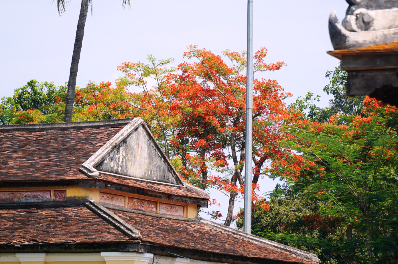 Hoa phượng “cháy hết mình” vào những ngày hè, cùng tiếng ve râm ran khiến cho những di tích xưa cổ xứ Huế như dịu đi vẻ u tịch, trầm mặc, tĩnh lặng. Ảnh: Ngọc Văn