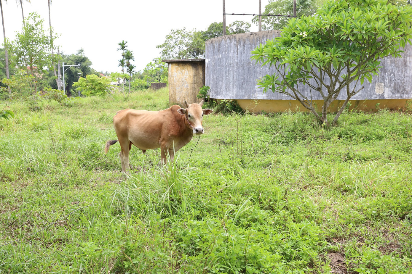 Khu vực này dần trở thành nơi chăn thả bò, gây mất mỹ quan, thiếu an toàn đối với người dân, du khách khi tìm cách tiếp cận, tham quan, ngắm cảnh ở phía tây cồn.