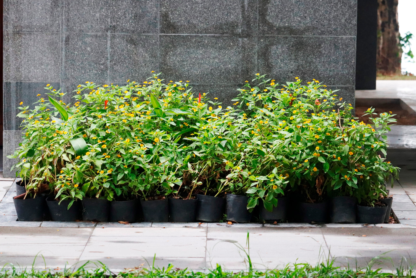 Khoảng xanh hoa lá bắt mắt phía trước khu nhà vệ sinh trong công viên Bến Me ven sông Hương.