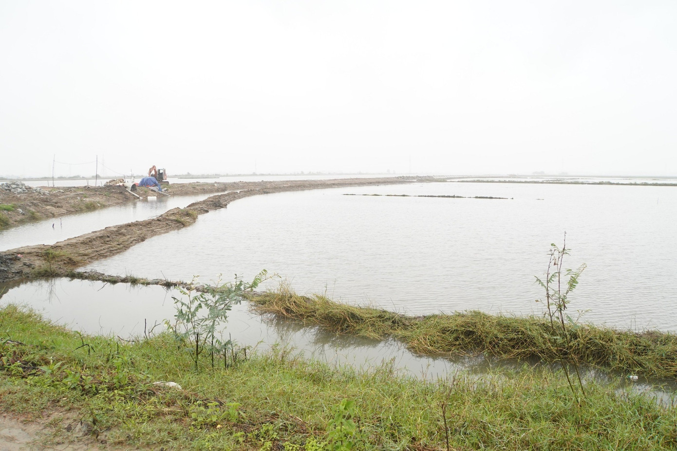 Lúa đông xuân bị ngập úng diện rộng tại vùng trũng Phú Vang, TT-Huế. Ảnh: CTV