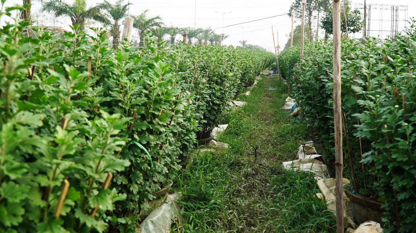 Do thời tiết đầu vụ bất lợi, cùng với diễn biến phức tạp của dịch bệnh, người trồng hoa Tết xứ Huế đã chủ động giảm sản lượng vì lo ngại sức mua giảm, điều kiện kinh tế khó khăn, người dân phải “thắt lưng buộc bụng” để đón Tết Nguyên đán.