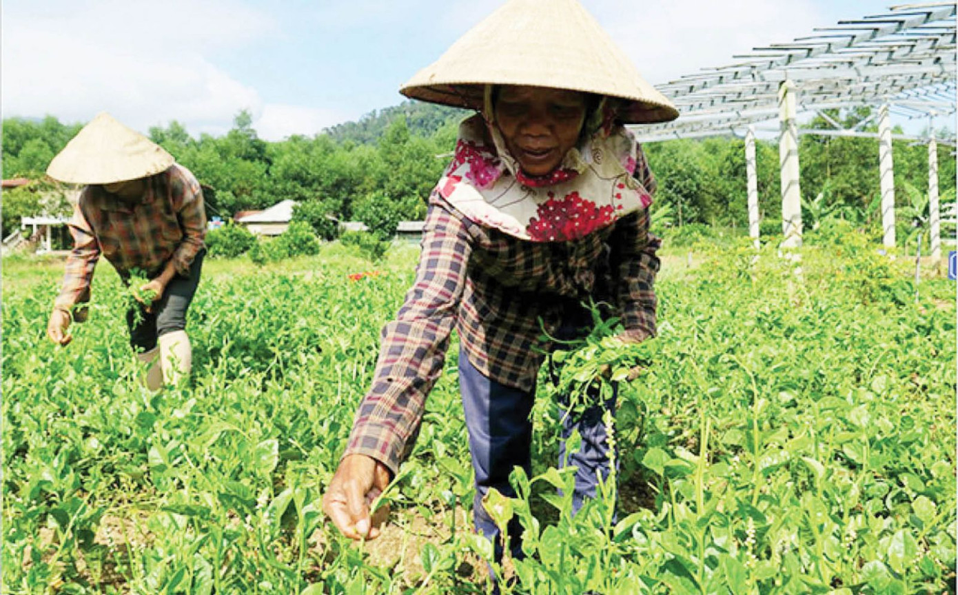 Nữ nông dân đồng bào dân tộc thiểu số tại TT-Huế tham gia phát triển sản xuất, cải thiện sinh kế.