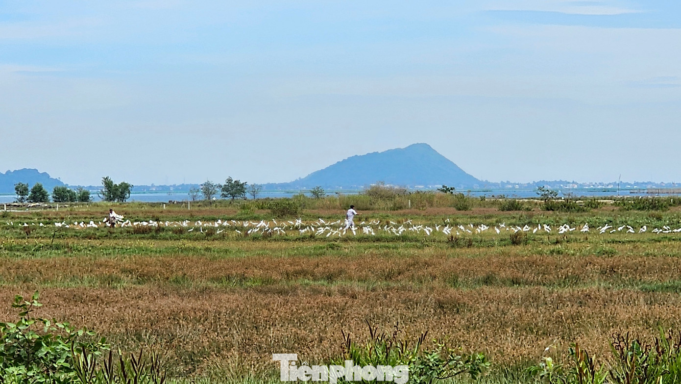 "Trận địa" bẫy chim trắng xóa một góc đồng, với hàng nghìn hình cò giả, cò mồi, cạm bẫy tại thị trấn Phú Lộc trưa 12/9. "Trận địa" bẫy chim trắng xóa một góc đồng, với hàng nghìn hình cò giả, cò mồi, cạm bẫy tại thị trấn Phú Lộc trưa 12/9.