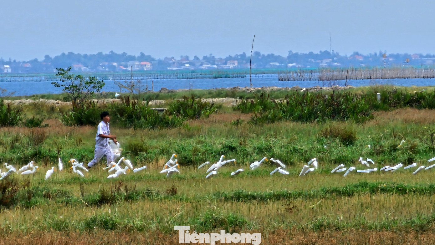 Một đối tượng thăm bẫy, gom bắt chim cò bị dính keo trên đồng ruộng. Một đối tượng thăm bẫy, gom bắt chim cò bị dính keo trên đồng ruộng.