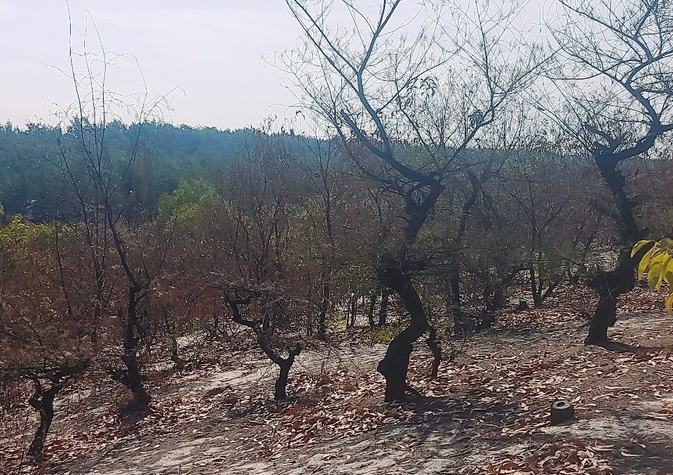 Chính quyền địa phương thường xuyên cảnh báo người dân về nguy cơ cháy từ các khu rừng bị khô chết. Ảnh: KLTTH