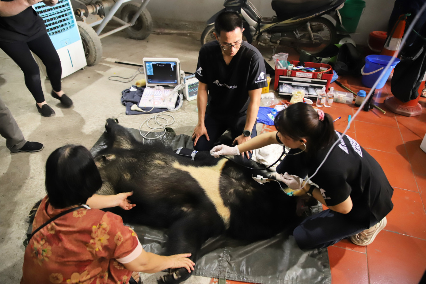 Khám sức khỏe cho gấu Smokey trước khi chuyển về Huế chăm sóc, nuôi dưỡng trong môi trường bán hoang dã.