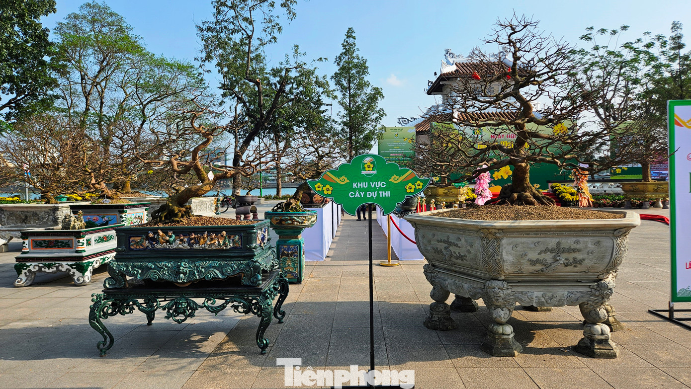 Đây cũng là chương trình góp phần vui Xuân, với ý nghĩa khôi phục và lan tỏa truyền thống trồng mai, chơi mai của người dân xứ Huế gắn với các phong trào Mai vàng trước ngõ, xây dựng Huế trở thành Xứ sở mai vàng của Việt Nam.