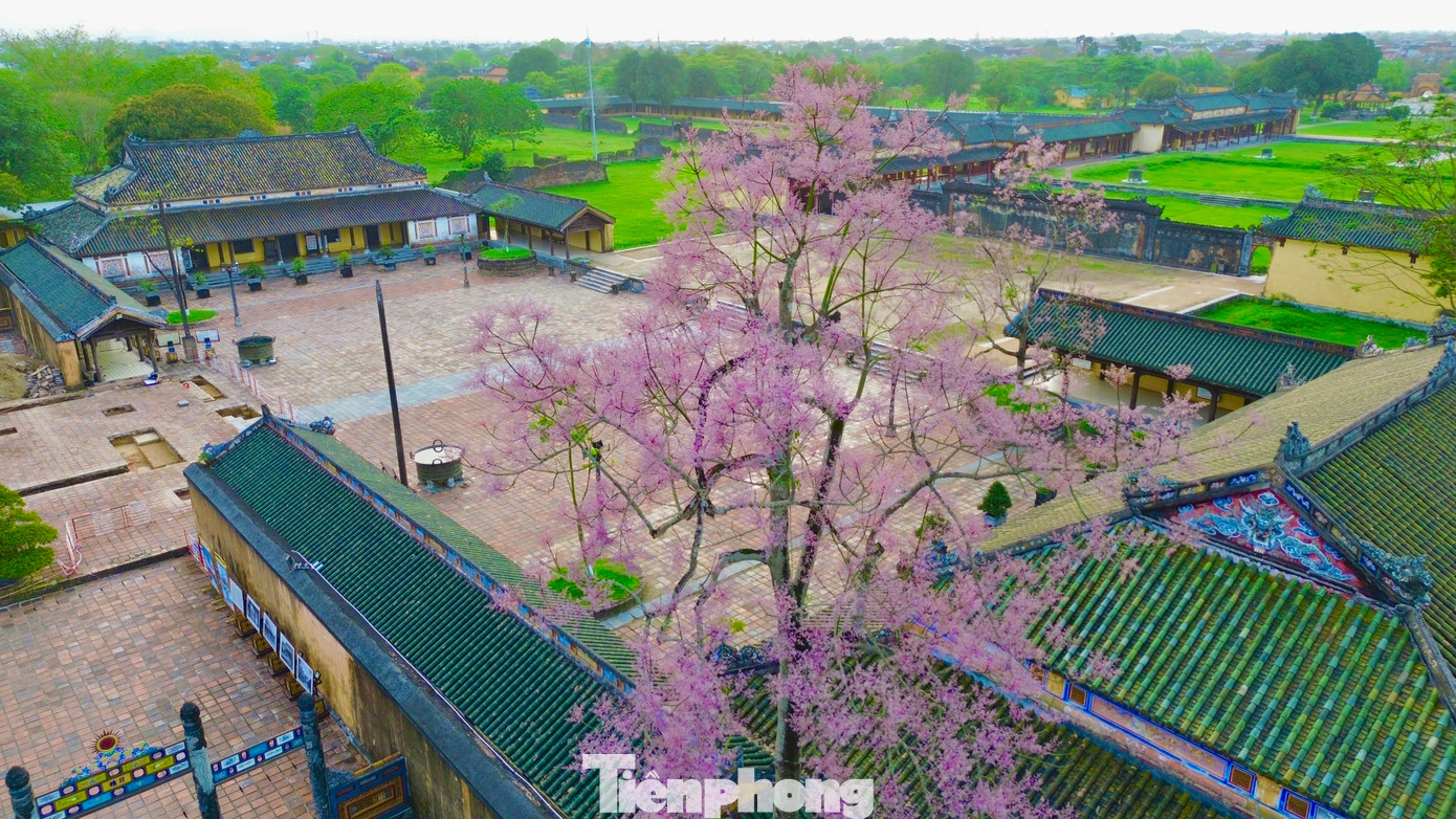 Cây ngô đồng nở hoa ở khu vực nhà Tả và Hữu Vu (Đại nội Huế). Du khách cũng có thể vừa ngắm cảnh sông Hương kết hợp chiêm ngưỡng sắc hoa ngô đồng nở rộ khu vực ven sông Hương thuộc công viên Thương Bạc, Phu Văn Lâu, Tứ Tượng hay một số lăng tẩm của các vị vua Minh Mạng, Tự Đức. Cây ngô đồng nở hoa ở khu vực nhà Tả và Hữu Vu (Đại nội Huế). Du khách cũng có thể vừa ngắm cảnh sông Hương kết hợp chiêm ngưỡng sắc hoa ngô đồng nở rộ khu vực ven sông Hương thuộc công viên Thương Bạc, Phu Văn Lâu, Tứ Tượng hay một số lăng tẩm của các vị vua Minh Mạng, Tự Đức.