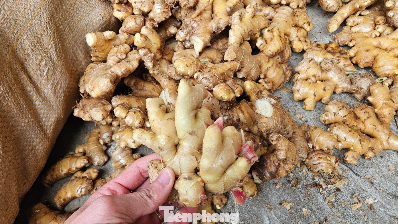 “Mứt làm từ nguyên liệu gừng trồng ở ngã ba Tuần khi ra thành phẩm lên đến 110.000 đồng/kg, nên ai đặt thì mình mới làm. Bình thường, lò mứt của gia đình còn sử dụng nguyên liệu gừng tươi ở nơi khác, như gừng Lao Bảo, tuy không ngon bằng nhưng vẫn bảo đảm chất lượng, giá cả phải chăng chỉ 80.000 đồng/kg”, ông Dân nói. “Mứt làm từ nguyên liệu gừng trồng ở ngã ba Tuần khi ra thành phẩm lên đến 110.000 đồng/kg, nên ai đặt thì mình mới làm. Bình thường, lò mứt của gia đình còn sử dụng nguyên liệu gừng tươi ở nơi khác, như gừng Lao Bảo, tuy không ngon bằng nhưng vẫn bảo đảm chất lượng, giá cả phải chăng chỉ 80.000 đồng/kg”, ông Dân nói.