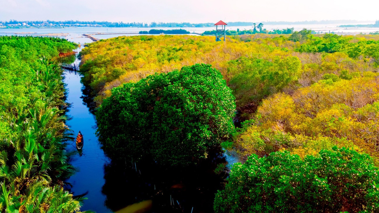 Vẻ đẹp rừng ngập mặn ven đầm phá Tam Giang - Cầu Hai. Vẻ đẹp rừng ngập mặn ven đầm phá Tam Giang - Cầu Hai.