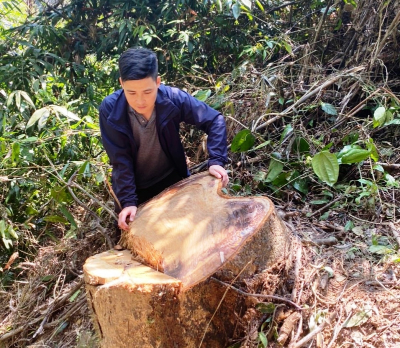 Một cây gỗ rừng có đường kính rất lớn tại rừng Nam Đông đã bị lâm tặc đốn hạ. Ảnh: CTV