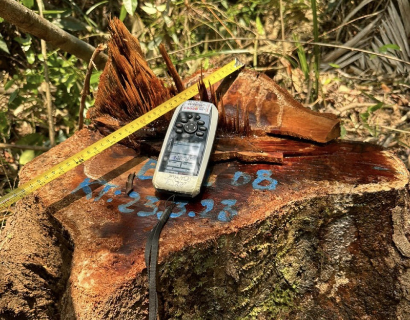 Đánh dấu tọa độ vị trí cây rừng bị đốn hạ trái phép. Ảnh: CTV