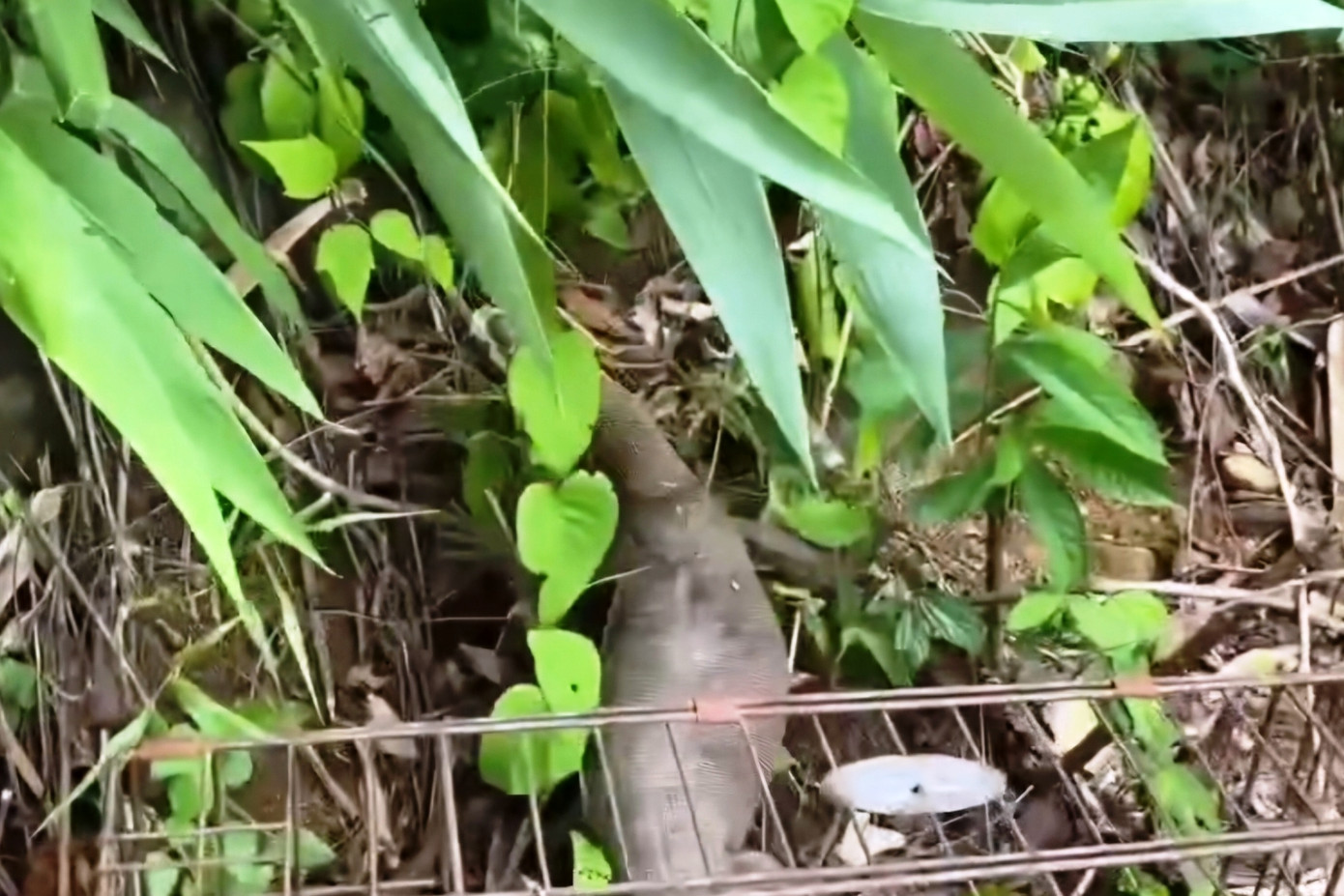 Cá thể kỳ đà vân quý hiếm được lực lượng chức năng thả về môi trường tự nhiên thuộc Vườn Quốc gia Bạch Mã. Cá thể kỳ đà vân quý hiếm được lực lượng chức năng thả về môi trường tự nhiên thuộc Vườn Quốc gia Bạch Mã.