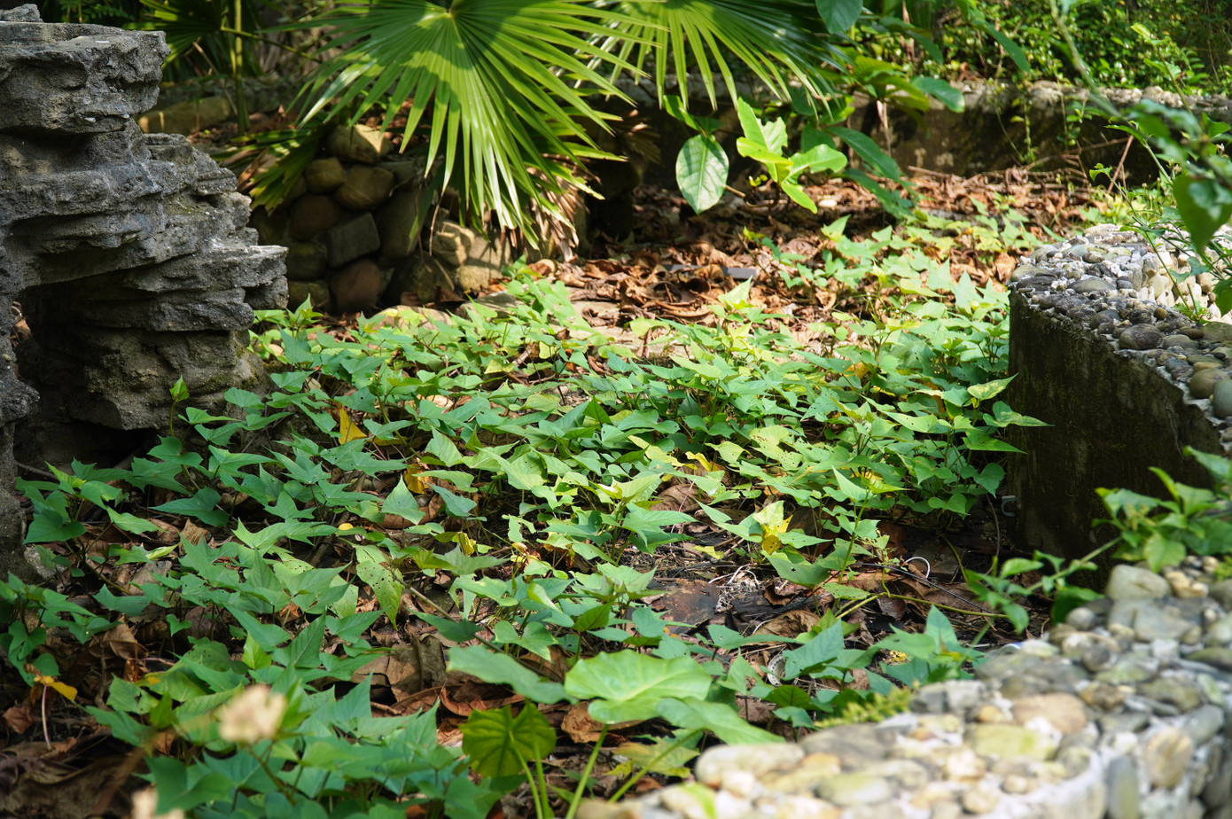 Rau lang mọc tự nhiên trong một hòn non bộ thuộc khuôn viên tòa nhà.