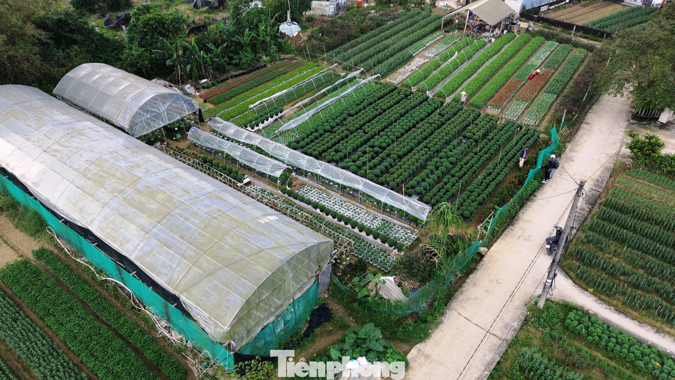 Anh Nguyễn Văn Duẫn (người trồng hoa thôn Tiên Nộn, phường Dương Nỗ) khấp khởi: “Thời tiết từ đầu vụ đến nay khá thuận lợi, nên hoa phát triển tốt, dự kiến sẽ ra hoa đúng dịp Tết. Để hoa đạt chất lượng, chúng tôi phải theo dõi sự phát triển của cây theo từng ngày. Đến thời điểm này, chúng tôi đã phần nào yên tâm, hoa phát triển tốt như mong đợi”.