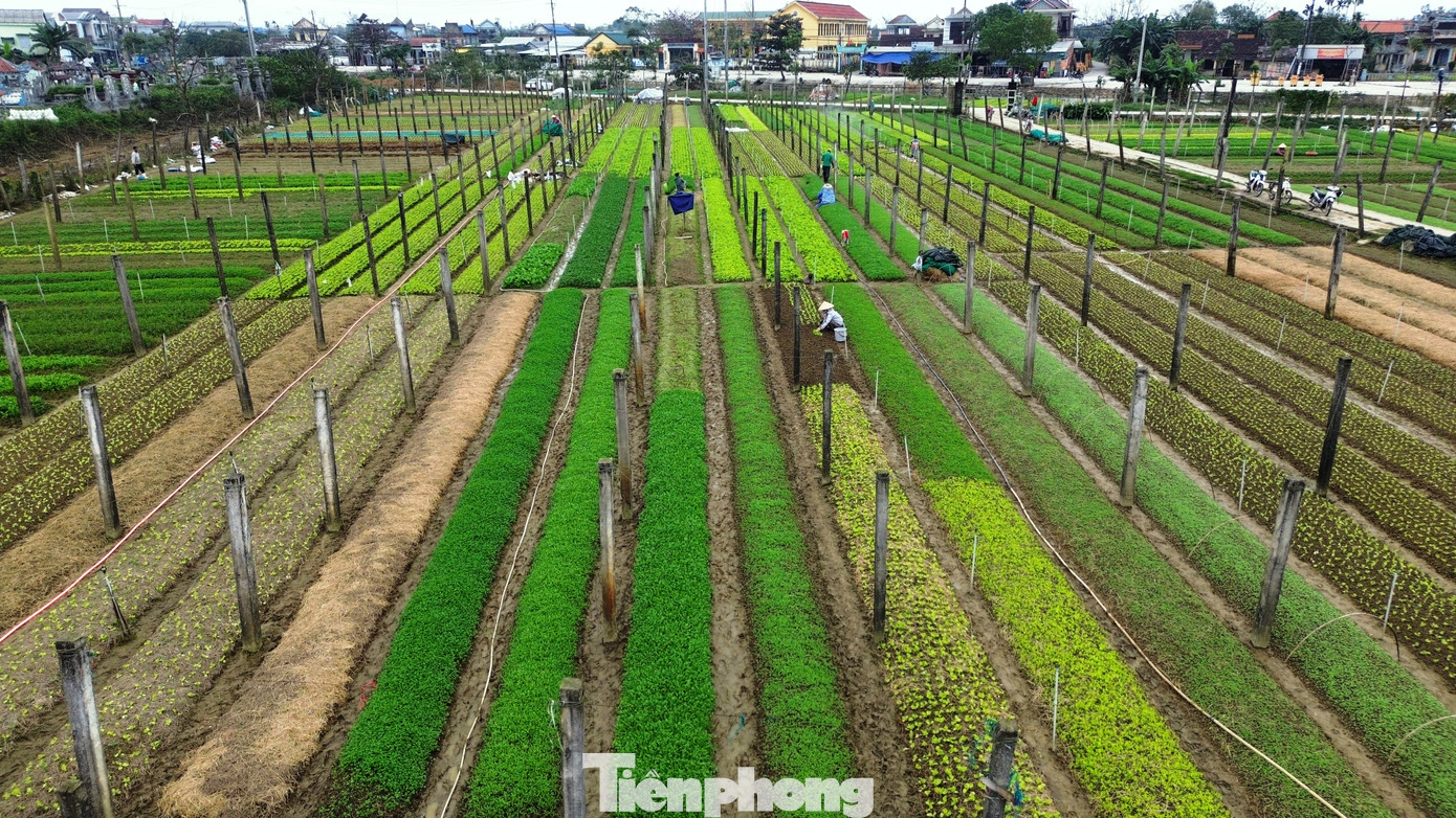 Ông Đào Phước Trường - Phó Chủ tịch Hội Nông dân xã Quảng Thành, thông tin, toàn xã chuyên canh 32,5 ha trồng rau sạch, với sản lượng trung bình mỗi năm khoảng 150 tấn. Hiện mỗi ha rau sạch tại Quảng Thành cho doanh thu từ 650 - 700 triệu đồng/năm.