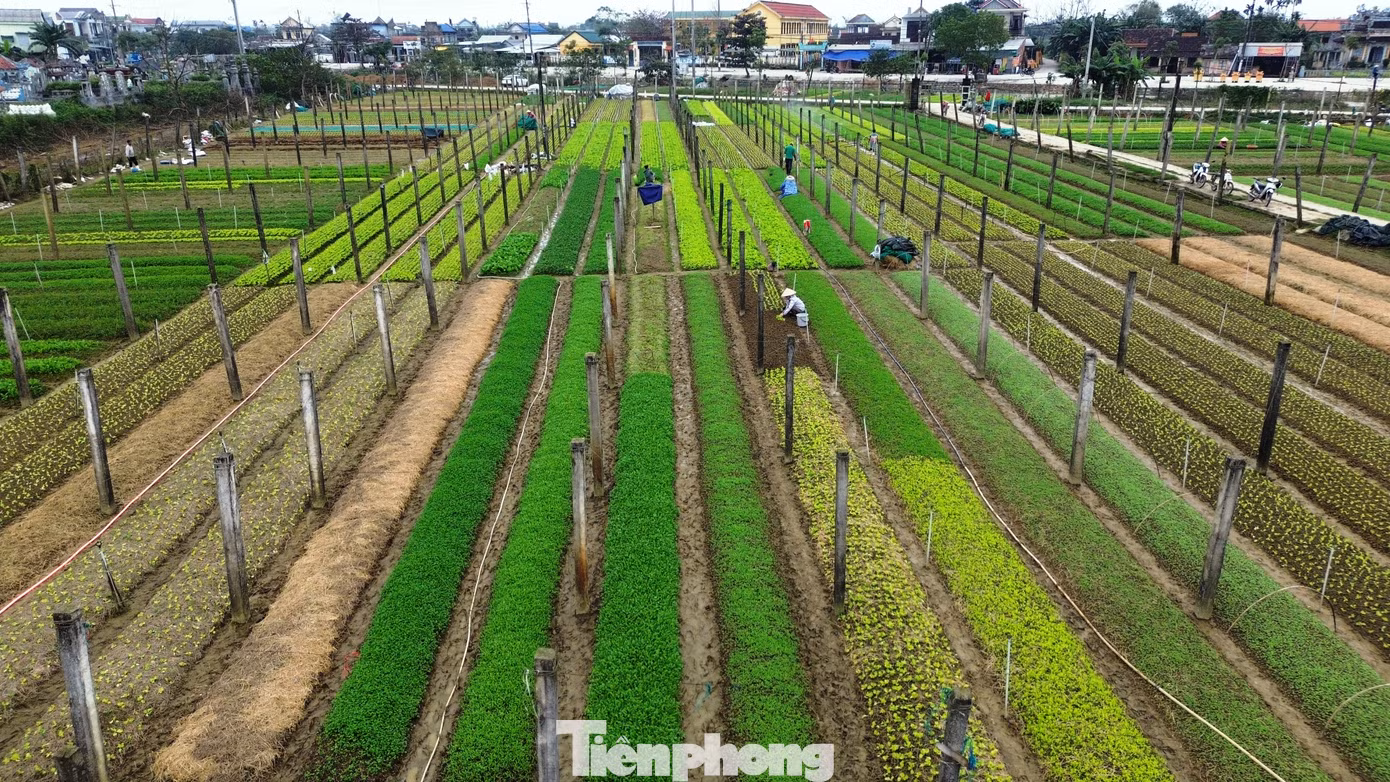 Ông Đào Phước Trường - Phó Chủ tịch Hội Nông dân xã Quảng Thành, thông tin, toàn xã chuyên canh 32,5 ha trồng rau sạch, với sản lượng trung bình mỗi năm khoảng 150 tấn. Hiện mỗi ha rau sạch tại Quảng Thành cho doanh thu từ 650 - 700 triệu đồng/năm.