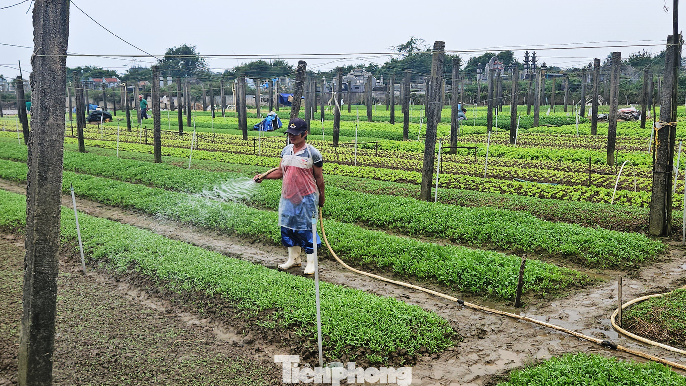 Ông Đào Phước Trường - Phó Chủ tịch Hội Nông dân xã Quảng Thành, thông tin, toàn xã chuyên canh 32,5 ha trồng rau sạch, với sản lượng trung bình mỗi năm khoảng 150 tấn. Hiện mỗi ha rau sạch tại Quảng Thành cho doanh thu từ 650 - 700 triệu đồng/năm.