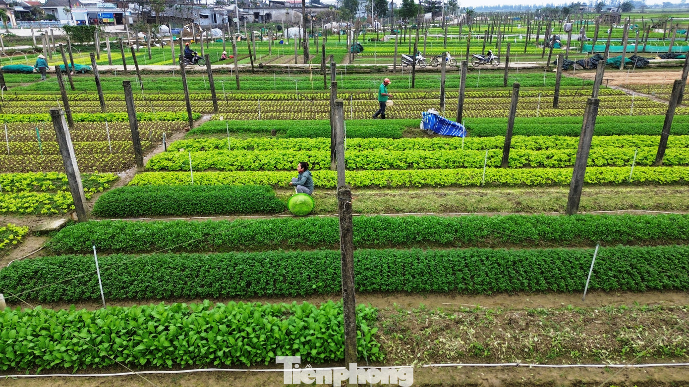 Ông Đào Phước Trường - Phó Chủ tịch Hội Nông dân xã Quảng Thành, thông tin, toàn xã chuyên canh 32,5 ha trồng rau sạch, với sản lượng trung bình mỗi năm khoảng 150 tấn. Hiện mỗi ha rau sạch tại Quảng Thành cho doanh thu từ 650 - 700 triệu đồng/năm.