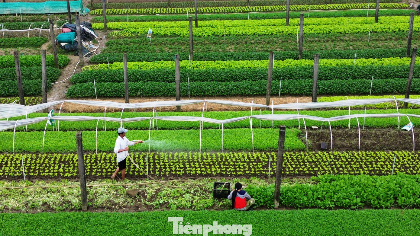 Ông Đào Phước Trường - Phó Chủ tịch Hội Nông dân xã Quảng Thành, thông tin, toàn xã chuyên canh 32,5 ha trồng rau sạch, với sản lượng trung bình mỗi năm khoảng 150 tấn. Hiện mỗi ha rau sạch tại Quảng Thành cho doanh thu từ 650 - 700 triệu đồng/năm.