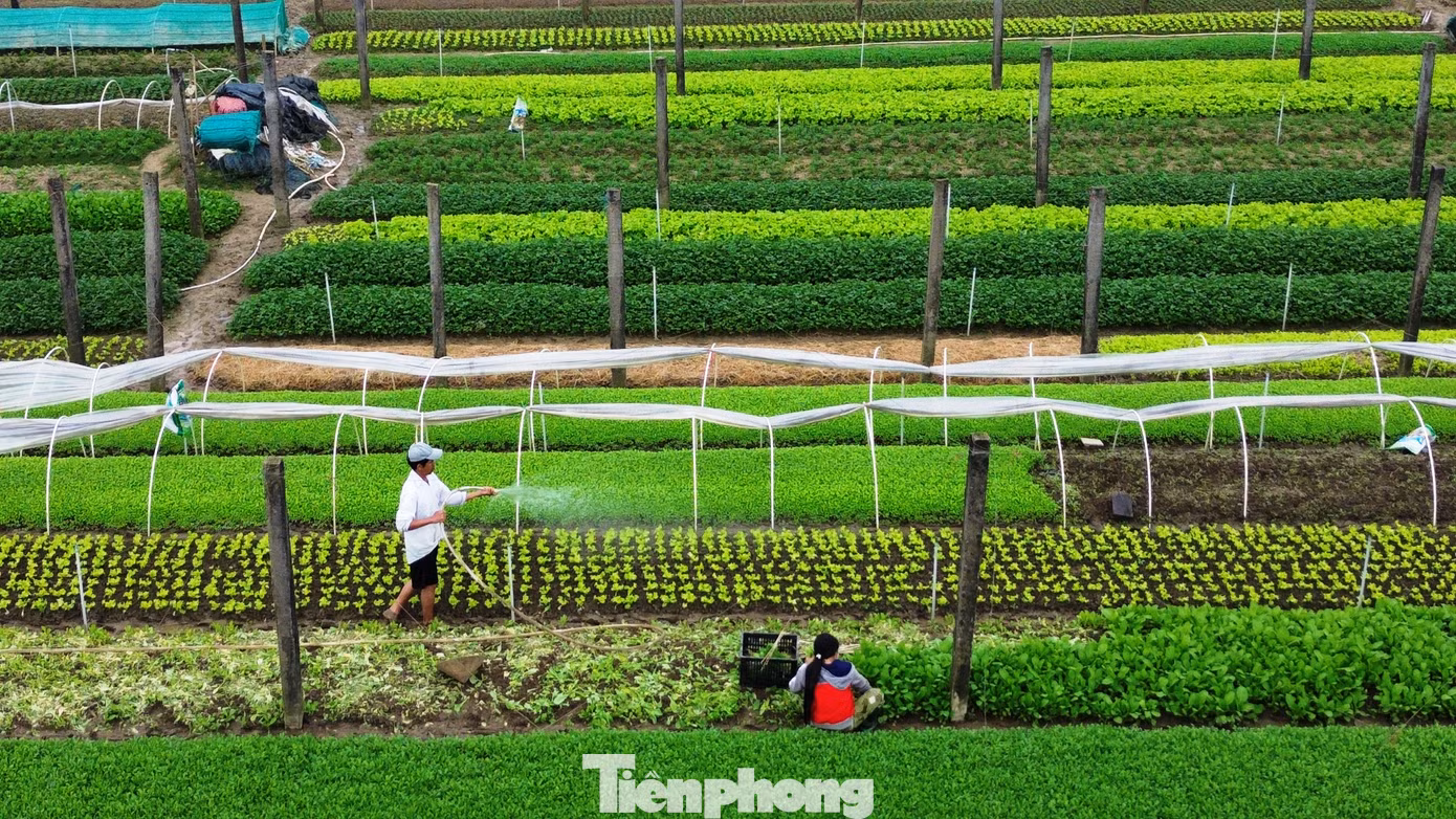 Ông Đào Phước Trường - Phó Chủ tịch Hội Nông dân xã Quảng Thành, thông tin, toàn xã chuyên canh 32,5 ha trồng rau sạch, với sản lượng trung bình mỗi năm khoảng 150 tấn. Hiện mỗi ha rau sạch tại Quảng Thành cho doanh thu từ 650 - 700 triệu đồng/năm.