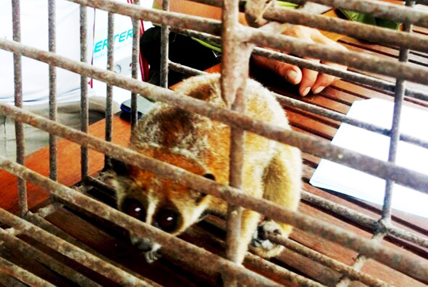Con vật được xác định là cá thể Cu ly (tên khoa học Nycticebus pygmaeus), thuộc danh mục động vật rừng nguy cấp, quý hiếm nhóm IB Con vật được xác định là cá thể Cu ly (tên khoa học Nycticebus pygmaeus), thuộc danh mục động vật rừng nguy cấp, quý hiếm nhóm IB