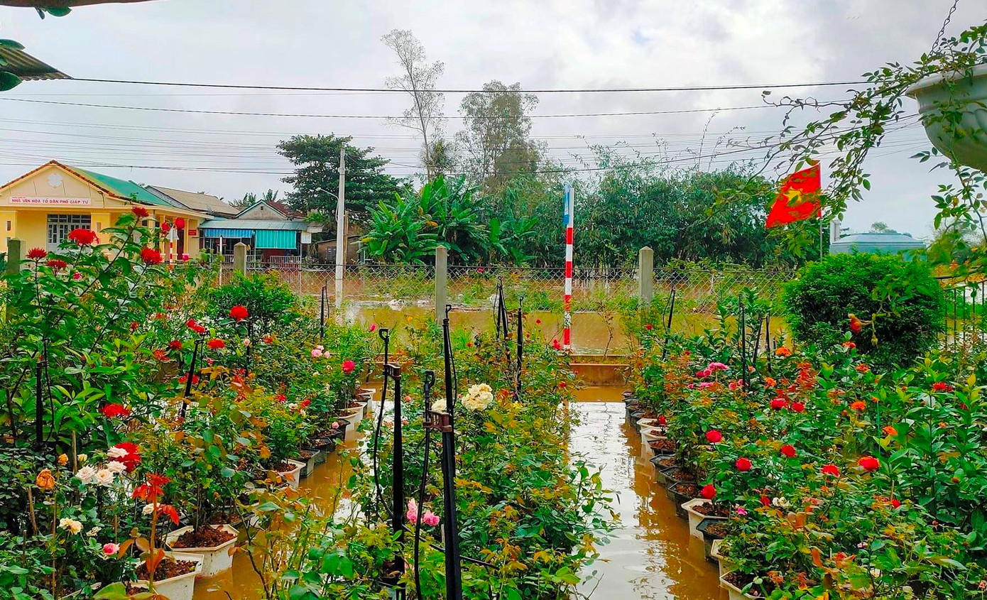 Nước lũ tràn vào một vườn trồng hoa hồng của người dân phường Hương Văn, thị xã Hương Trà. Ảnh: N.A.