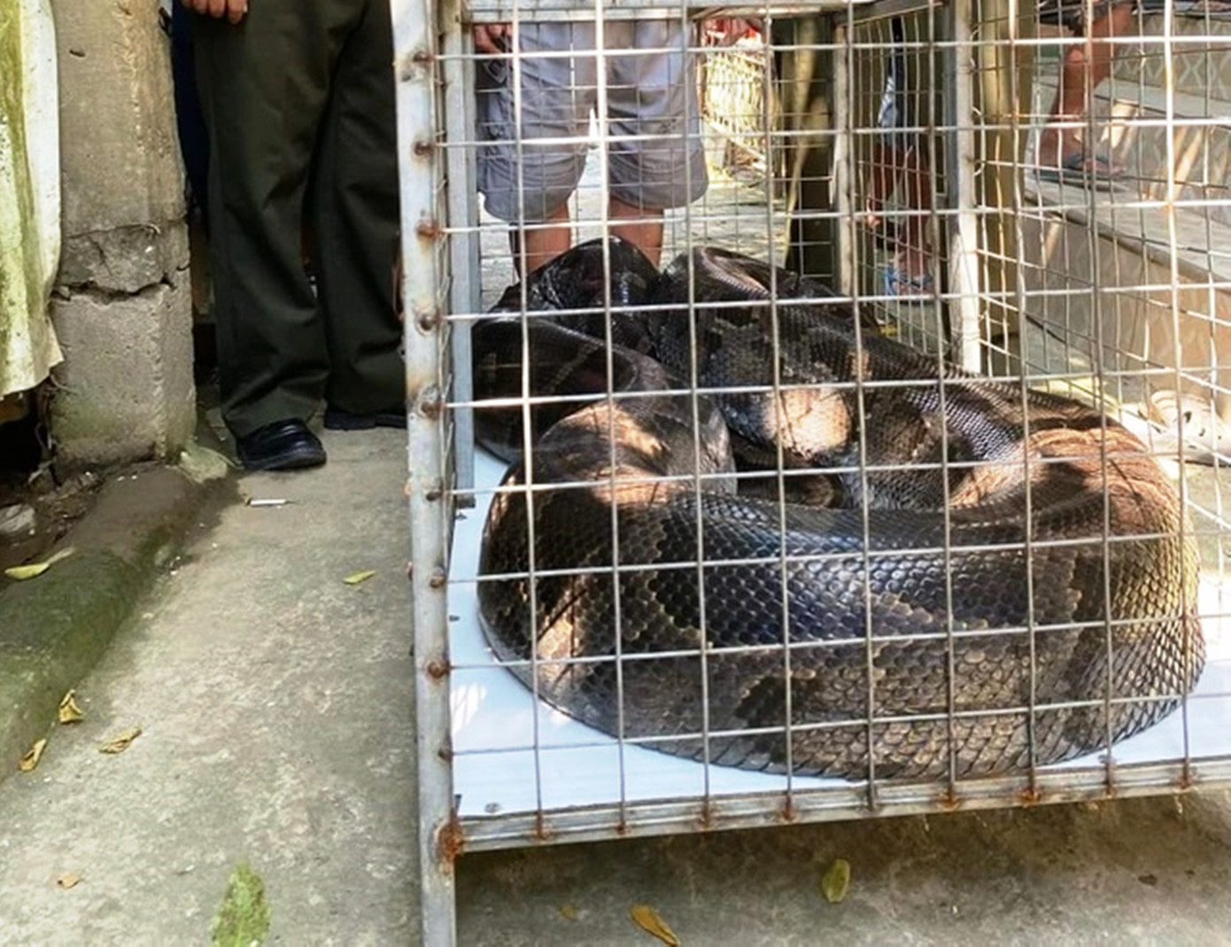 Cá thể trăn "khủng" được người dân giao nộp cho cơ quan kiểm lâm. Cá thể trăn "khủng" được người dân giao nộp cho cơ quan kiểm lâm.