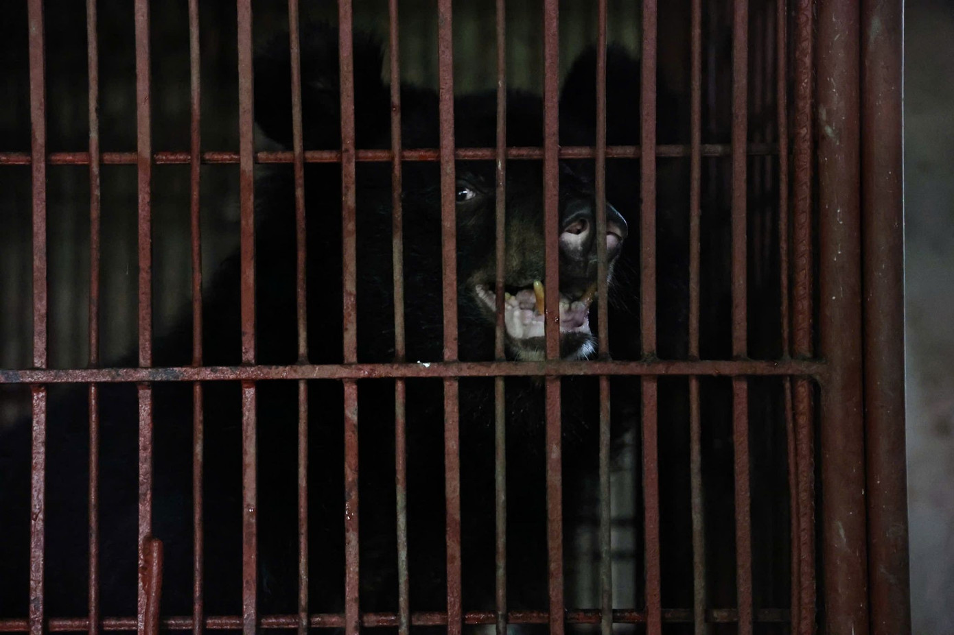 Chú gấu ngựa được cứu hộ tại huyện Yên Thành, Nghệ An.