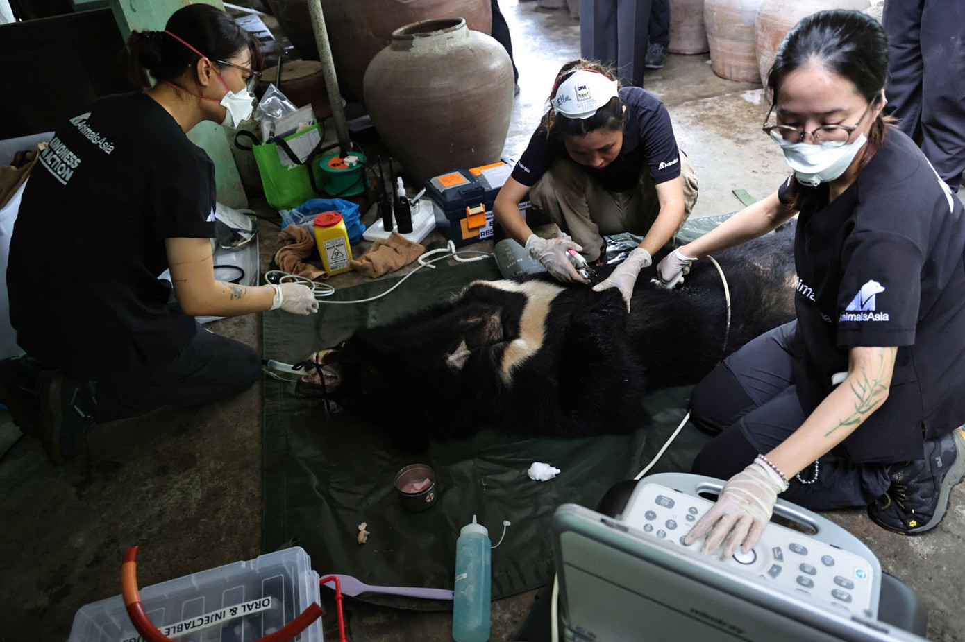 Thực hiện thủ thuật gây mê để kiểm tra sức khỏe gấu.